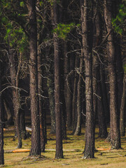 trees in the forest