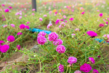 Colorful flower Grandiflora, japanese rose or Mose Rose. Beautiful sun plant.	