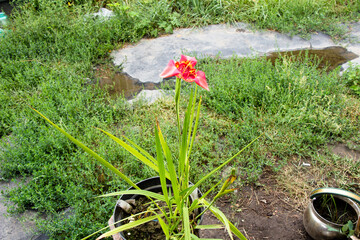 One day a tigridia flower blooms a tigridia flower in a flowerpot