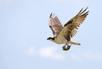 osprey in flight carrying a fish in its talons against a blue sky with some clouds