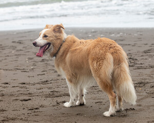happy sable border collie dog on the beach