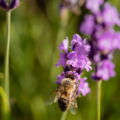 European honey bee on a lavender flower