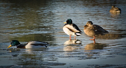 Mallard ducks on a partially frozen lake. © Adam