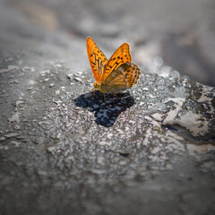 Orange butterfly on rock
