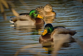 Mallard ducks on a partially frozen lake. - obrazy, fototapety, plakaty