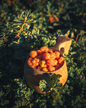 Cloudberries in a traditional wooden Finnish mug and arctic nature 