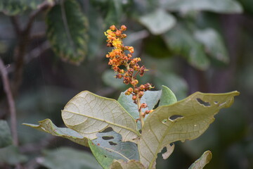 flor no Cerrado