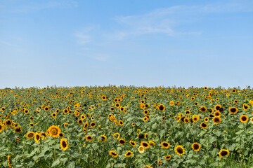 Sunflower Field