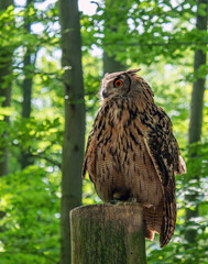 eurasian eagle-owl bubo bubo