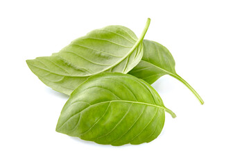 Ocimum. Basil leaves in closeup on white. Sweet Basil.