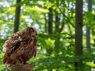 eurasian eagle-owl bubo bubo