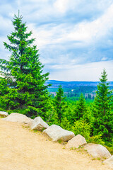 Forest panorama fir trees at Brocken mountain peak Harz Germany