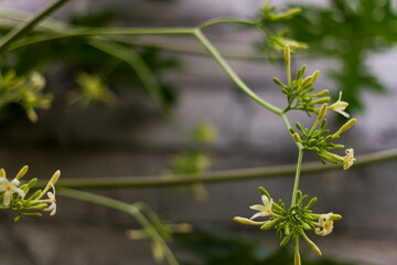 Papaya tree, Carica papaya, which is in yellow flower, can be used as a healthy vegetable