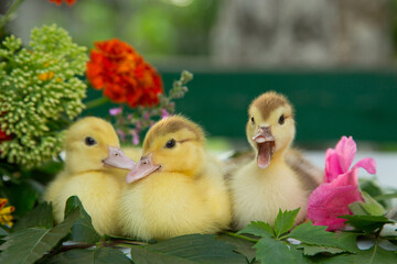 Three little ducklings are sitting in the garden on the table on the leaves of wild grapes against the background of a colorful bouquet of flowers