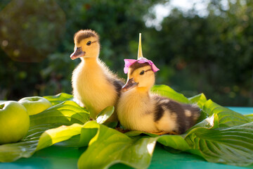 A couple of cute ducklings are sitting on the table, hosta on the leaves, in the sun. One duckling wearing a pink petunia flower hat