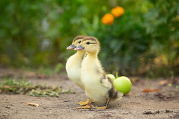 Two slender cute ducklings stand in the garden against the background of flowers and fallen apples