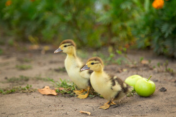 Two slender cute ducklings stand in the garden against the background of flowers and fallen apples