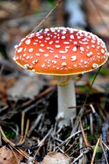 Pilz