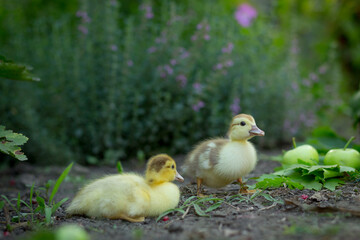 Two cute ducklings are sitting in the garden against the background of  apples, grape leaves and blooming sage.