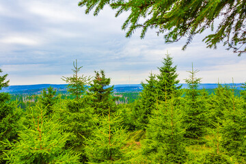Forest panorama fir trees at Brocken mountain peak Harz Germany