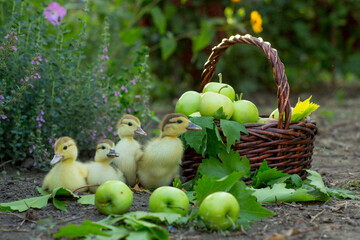 Four cute ducklings graze in the garden against the background of a basket of apples and blooming sage - Powered by Adobe