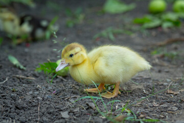 One cute ducklings stand in the garden 