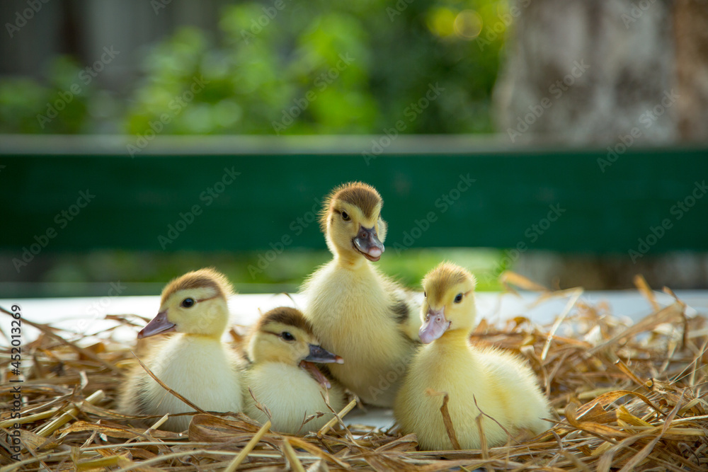 Wall mural Four cute ducklings sit on the table in the straw in the garden - Wall murals