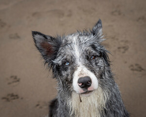 Fototapeta premium beautiful collie dog portrait