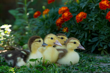 Four ducklings sit on the background of blooming marigolds and eat knotweed
