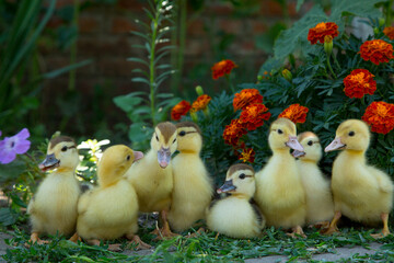 Eight ducklings sit on the background of blooming marigolds and eat knotweed