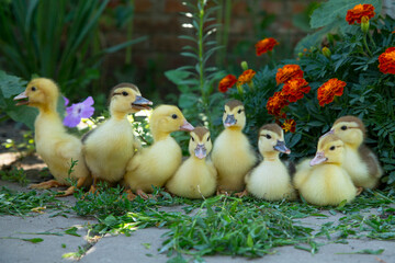 Eight ducklings sit on the background of blooming marigolds and eat knotweed