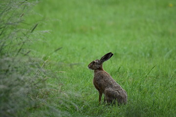Feldhase