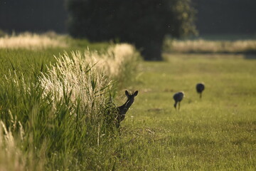 Rehbock