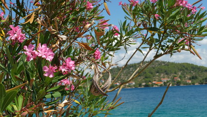 Croatian path near the sea in nature in summer | Landscape