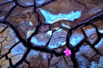 Flower in the crack mud