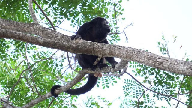 A magnificent specimen of a Mantled Howler monkey (Alouatta palliata or golden-mantled howling monkey), resting on a branch, looking around. Shot from below. Location: Costa Rica, natural reserve.