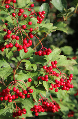 The beautiful red berries of Viburnum opulus against green summer foliage. Also known as Guelder rose or snowball tree. Copyspace above right.