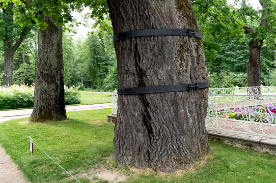 an old tree whose trunk is tied with a tightening hoop, a special attachment to prevent its destruction. Tree Cabling