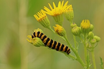 Raupe des Jakobskrautbären (Tyria jacobaeae) an Jakobskreuzkraut (Senecio jacobaea).