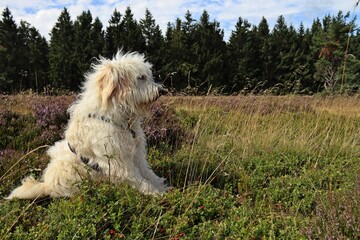Goldendoodle in blühender Heide
