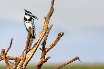 Pied kingfisher in Lake Manyara, Tanzania