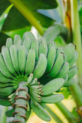 banana on tree