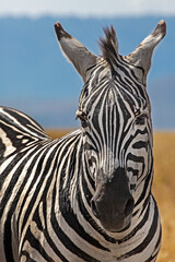 Fototapeta na wymiar Zebra in Ngorongoro crater, Tanzania
