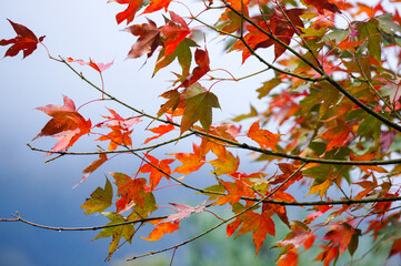 Red and green maple leaves in autumn. A season with beautiful scenery.