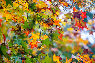 Red,green and yellow maple leaves in autumn. A season with beautiful scenery.
