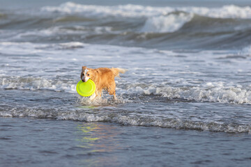 happy tan colored wet collie dog playing fetch on the beach