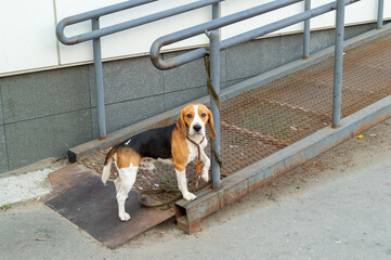 a sad beagle is waiting for the owner at the ramp for the disabled at the entrance to the store