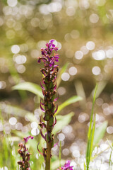 Purple orchid flower. In the background, a beautiful bokeh is created by the photo technique.
