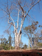 tree in the desert