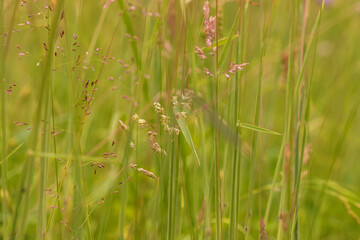 Green meadow on which grows brown grass.